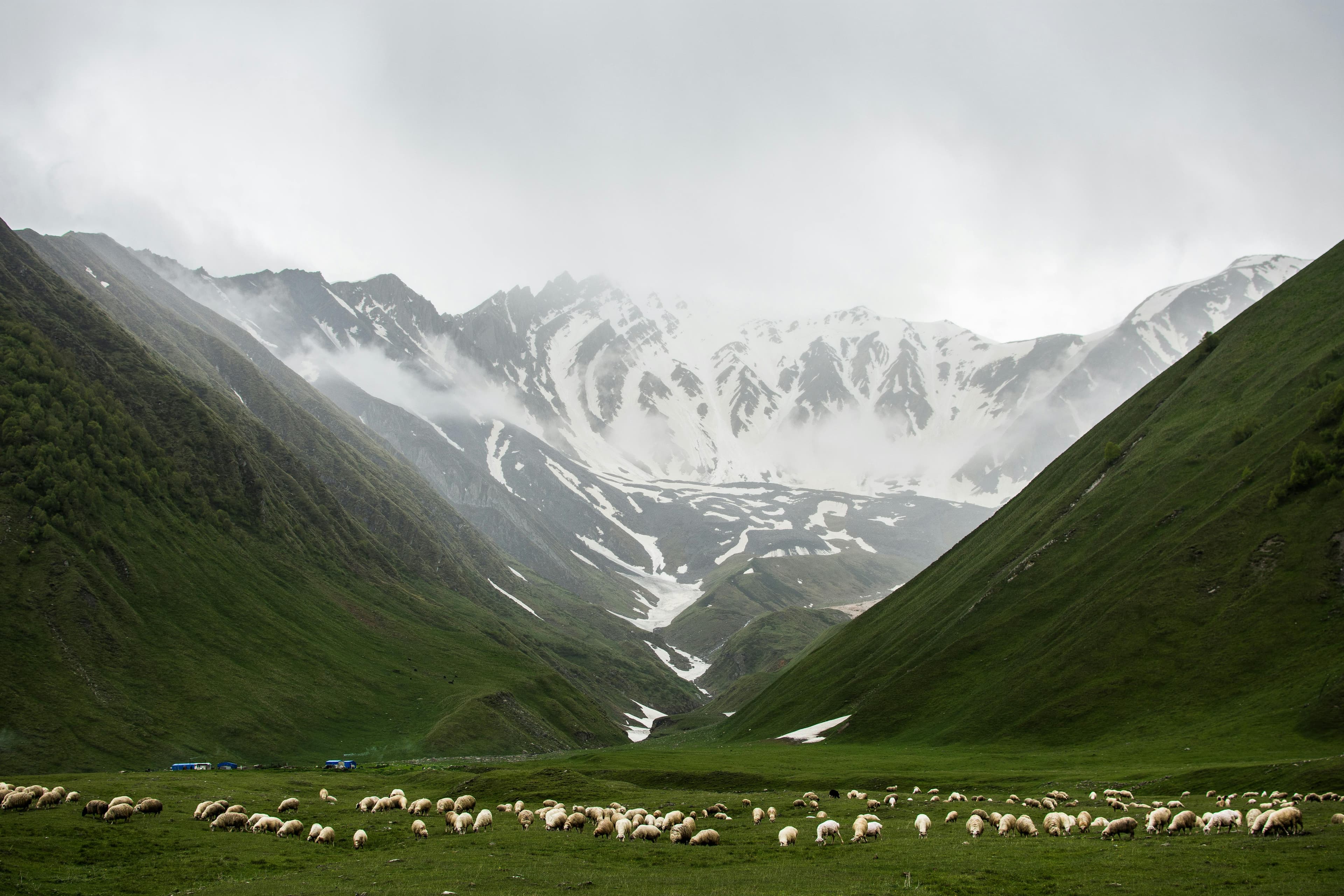 Wildlife Expedition